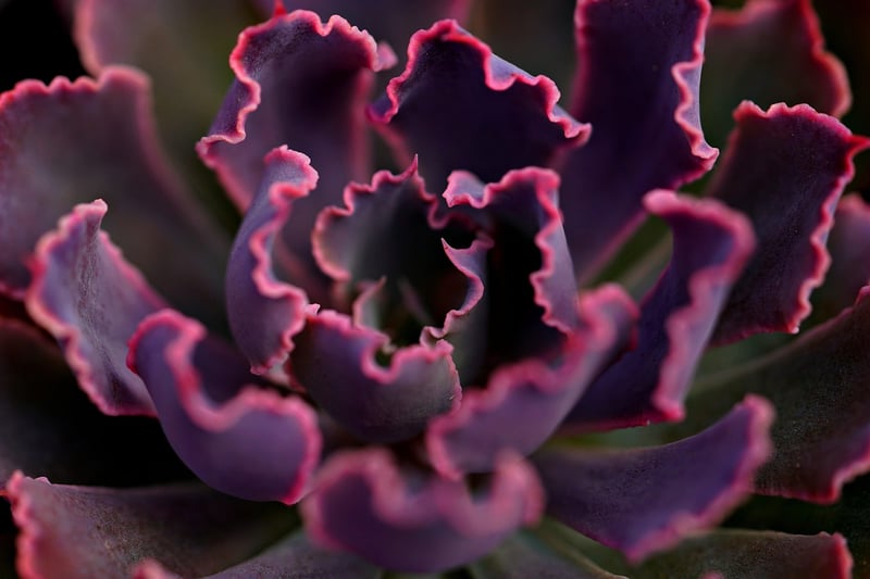 Succulents in sunlight
